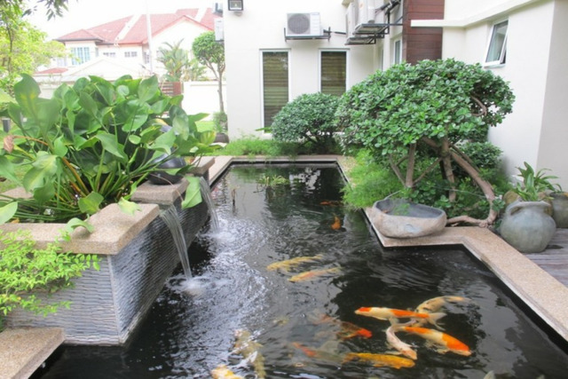 Letak Kolam Ikan di Rumah